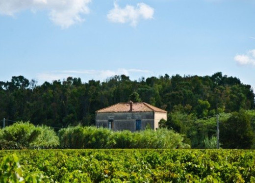 Cantina della Vernaccia, Winzer aus Sardinien